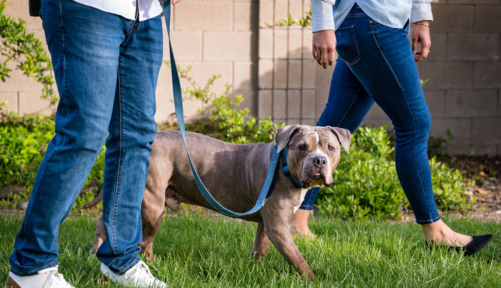 Low Dose Naltrexone (LDN) in Veterinary Medicine: Clinical Applications, Mechanisms, and Practical Use