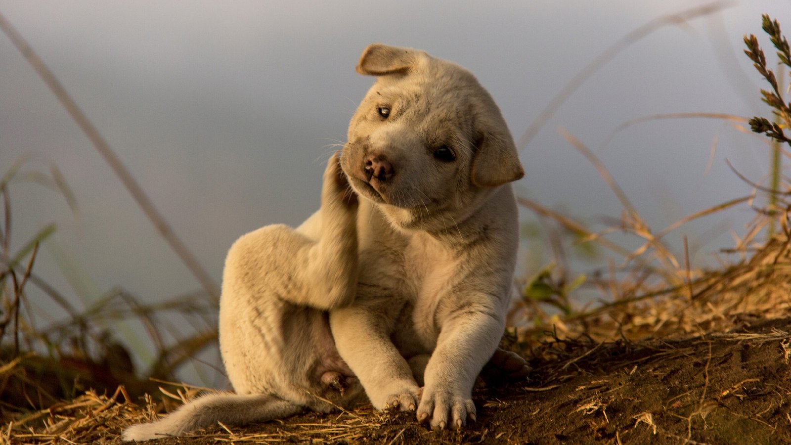 Low-Dose Naltrexone in Veterinary Medicine: An Emerging Tool Worth Watching